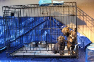 Parvo Puppies_Organge collared grey pup and companion in Blue Room