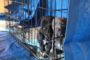 Parvo Puppies_red and yellow collared Puppies in Blue Room