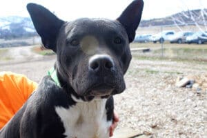 Amazing cog, close up of Benny's face