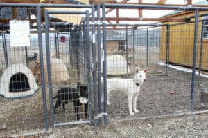 Amazing dog, Benny ignoring kennel neighbors