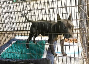 Benny recovering at Noahs Ark