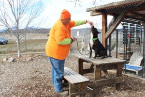 Amazing dog Benny up on picknic table taking treat from Steven's hand