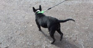 Benny walking on leash