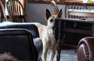 Foster a dog_ Kenna peering from behind armchair at foster home