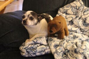 Maverick the foster fail with his comfort bear