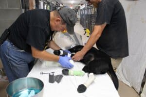 Rescue Ranch volunteer and staff member changing Lava Fire burn dog bandages