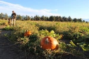 Ari and Capone at pitties in the pumpkin patch