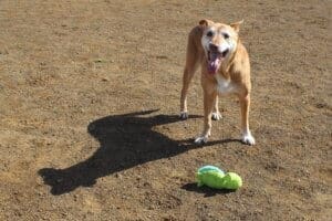 Senior dog Annie looking proud of the yellow stuffy at her feet