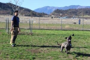 Firefighter Ari Savar and Lady Play Ball