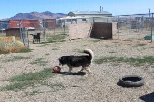 Bobby about to pick up his big red ball