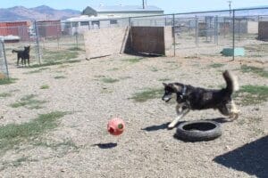 Bobby chasing after his big ball