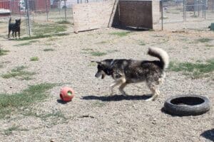 Bobby closing in on his big red ball