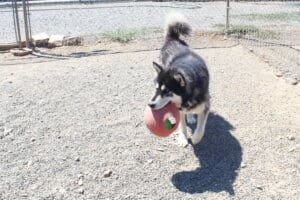 Bobby returning with his big red ball a second time