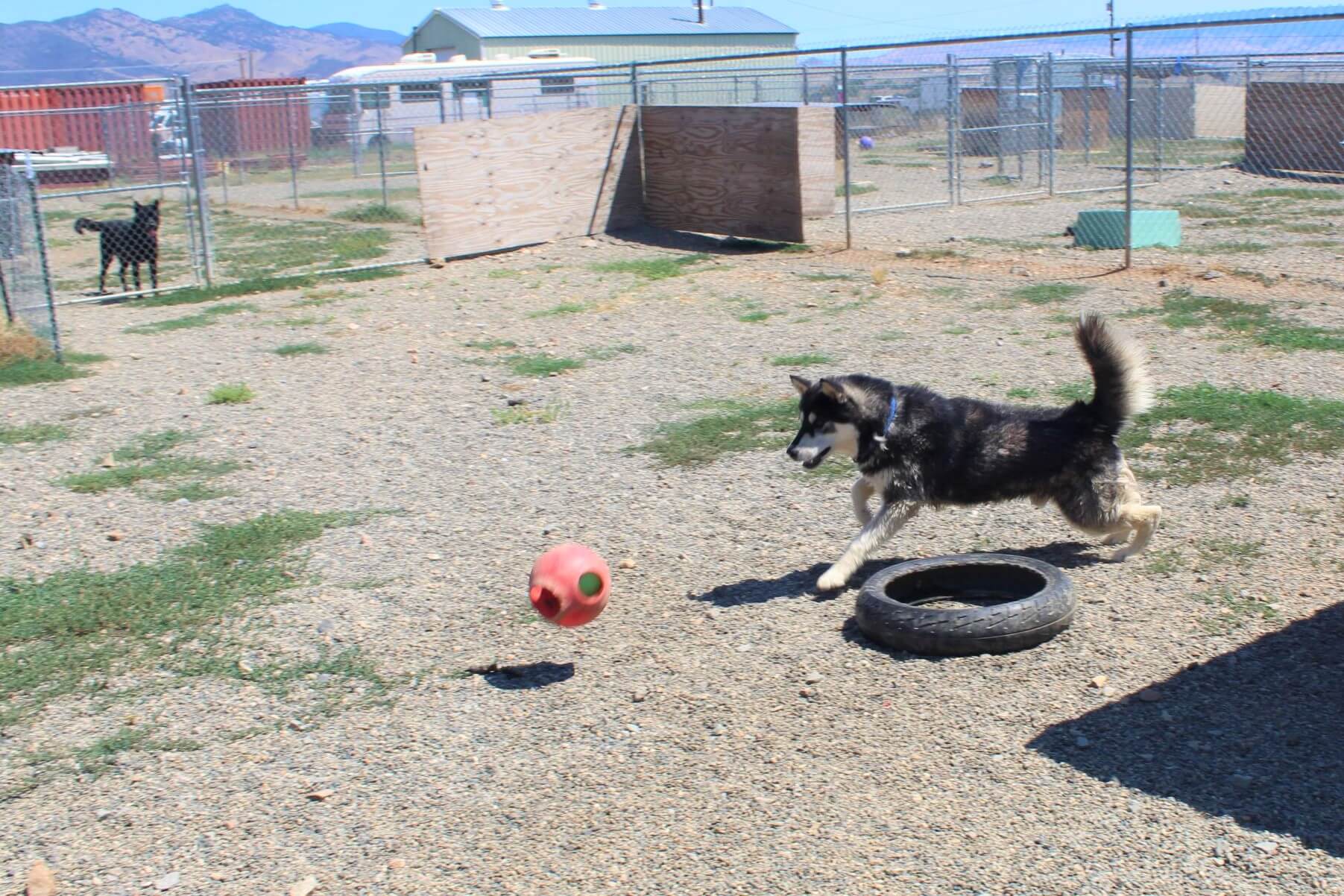 Bobby_chasing_Ball_1 Bobby the husky chases large sift red ball