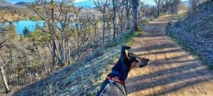 Winter blues, Chula on Big Ditch trail end of winter 2022