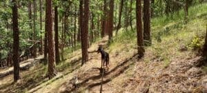 Chula in the forest on hike Greenhorn trails 2022