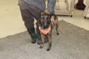 Flores now grown Lava Fire survivor puppy brindle shepherd mix