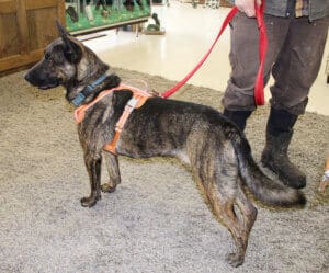 Flores now grown Lava Fire survivor puppy brindle shepherd mix