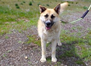 Heartworm treatment, Robbie full shot facing camera, fully recovered
