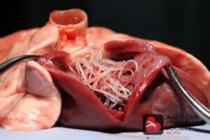 Heartworm treatment, color picture of heartwoms in a dissected organ
