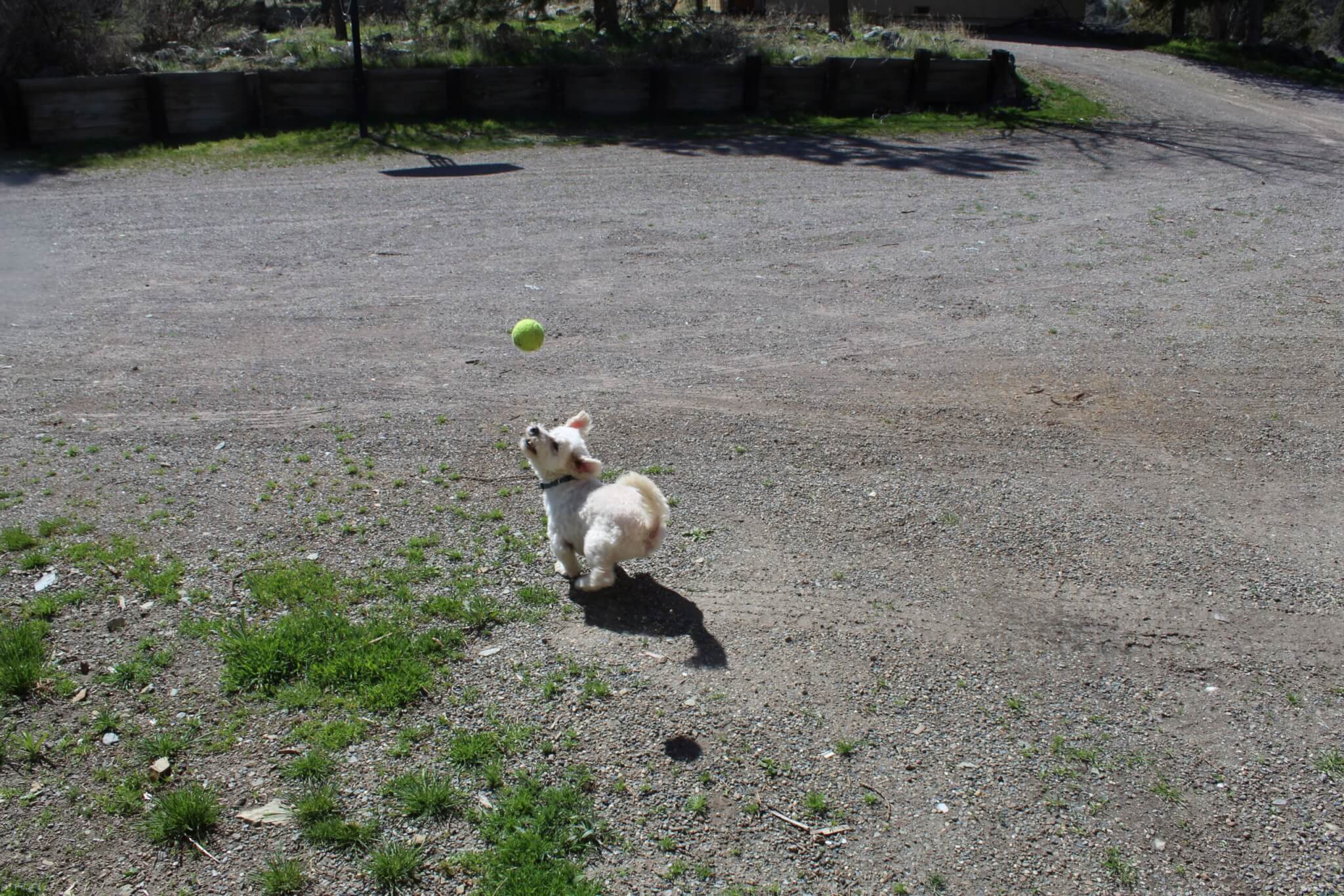 IMG_7630 Winter blues, Steve bichon mix chasing tennis ball still in the air