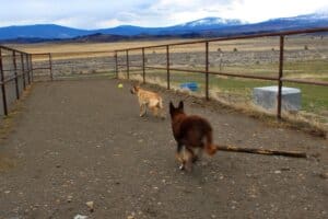 Kenna and Gus running after ball