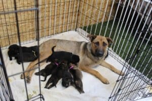 ava Fire litter reunited with mom