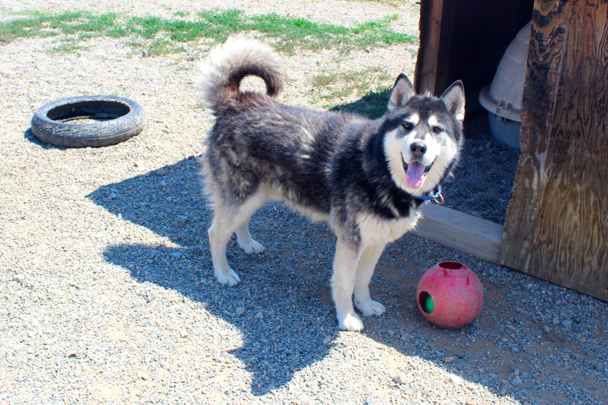 Adoption Center, Bobby the husky is proud to have brought back his red ball