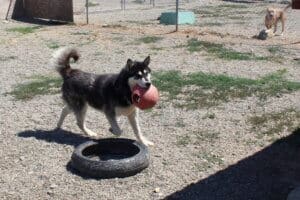 Bobby returning with his big red ball