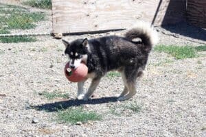 Bobby turning back with his big red ball