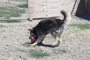 Bobby tackles his big red ball