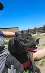 Onyx profile CU