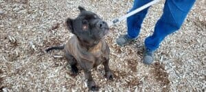 Onyx, sitting looking up at Kong held out of frame