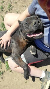 Loving homes, Oynx getting a hug on Sydney lap
