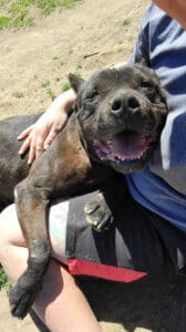 Loving homes, Oynx getting a hug on Sydney lap