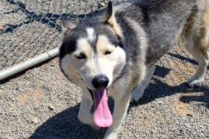 Loving homes, super smiling Rory CU with tongue haning out
