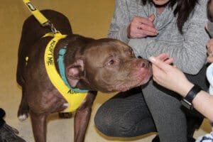 Rescue Ranch dog Mina nuzzling visitor hand