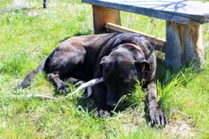 Penguig lying in the grass