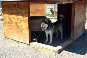 Smiling Rory in shelter shade with eyes closed