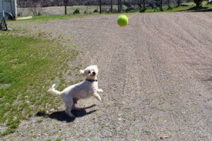 Winter blues, Steve bichon mix waiting to catch tennis ball
