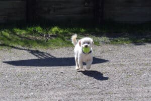 Winter blues, Steve bichon mix running back with tennis ball