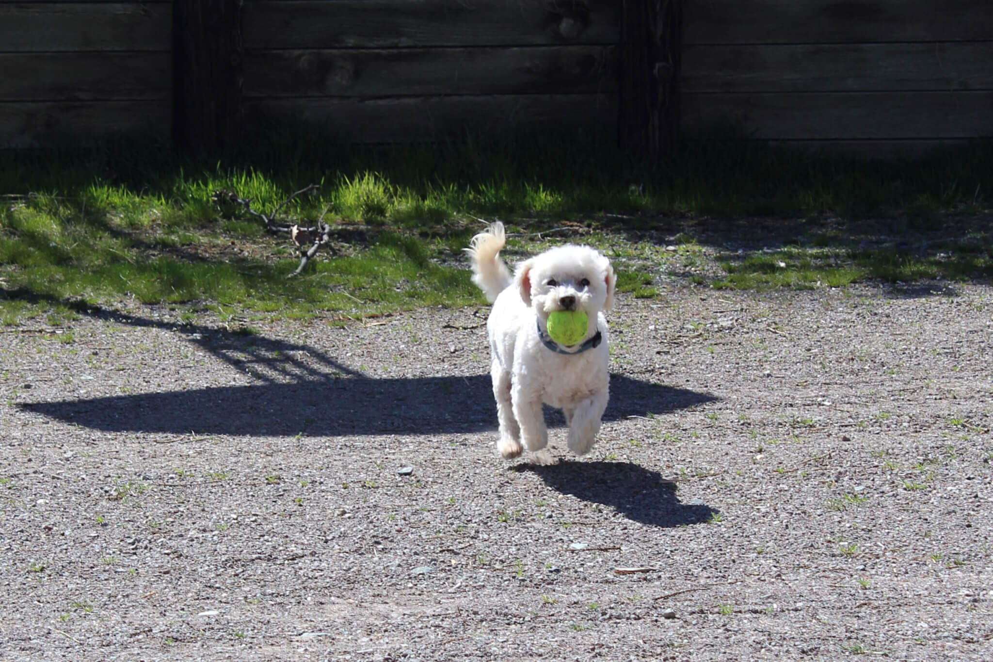 Steve playing ball 8 Winter blues, Steve bichon mix running back with tennis ball