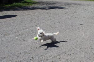 Winter blues, Steve bichon mix chasing down tennis ball