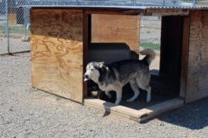 Thirsty Rory with tongue sticking out and water dripping from his mouth