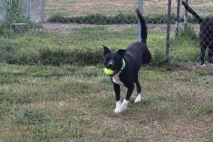 Tripod ball-driven dog Lizzy carrying tennis ball at Adoption Center