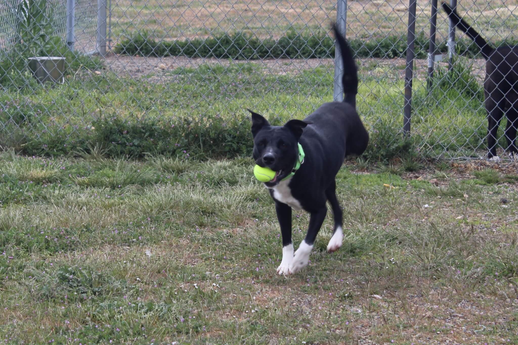 Tripod ball-driven dog Lizzy carrying tennis ball at Adoption Center