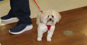 Thrift Store, visiting small dog