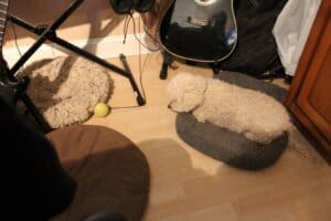 Winter blues_Steve is covering his two collected toys and eyeing ball from doggy bed