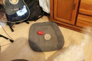 Winter blues,Steve has collected 2 toys on his dog bed