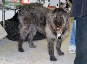 Thrift Store, visiting dog